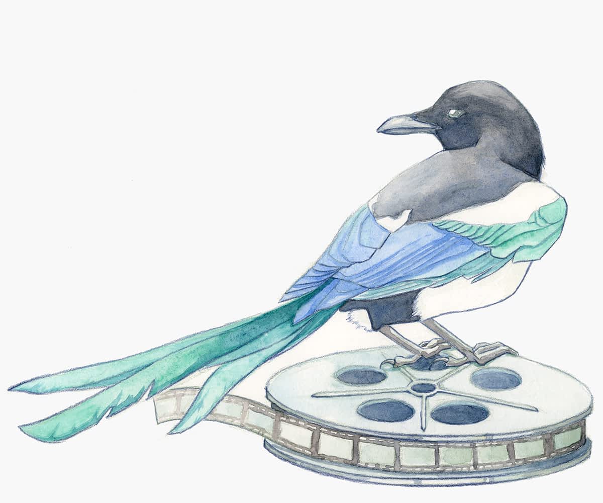 Magpie holding standing on a film reel